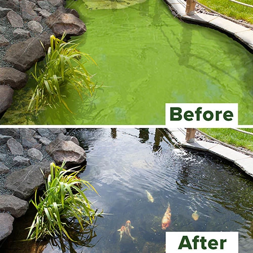 Blooming Fast Pond Clear Pro 2 Step - XLarge Pack - Image 3