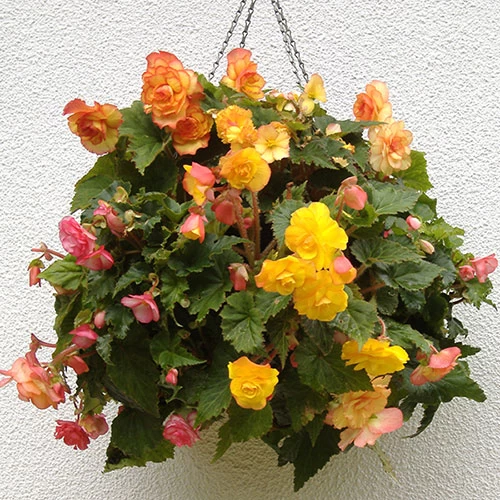 Easy Fill Hanging Baskets 38cm (15in) Pair - Image 2