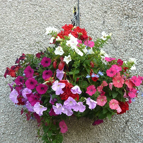 Easy Fill Hanging Baskets 38cm (15in) Pair - Image 4