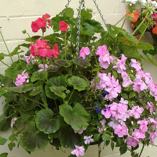 Easy Fill Hanging Baskets 38cm (15in) Pair - Image 6