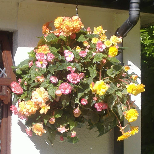 Pair Of 12" Easy Fill Hanging Baskets - Image 2