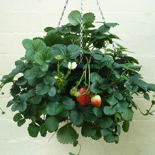 Pair Of 12" Easy Fill Hanging Baskets - Image 4