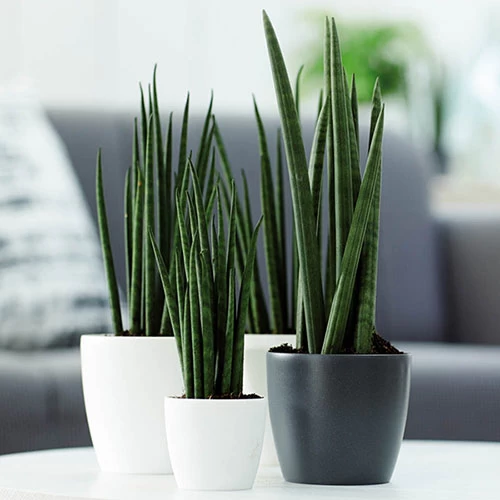 Houseplant Pot Cover 25cm-Anthracite - Image 3