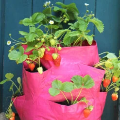 Strawberry And Herb Patio Planter Twin Pack