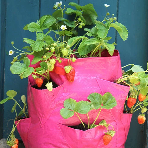 Strawberry And Herb Patio Planter Twin Pack