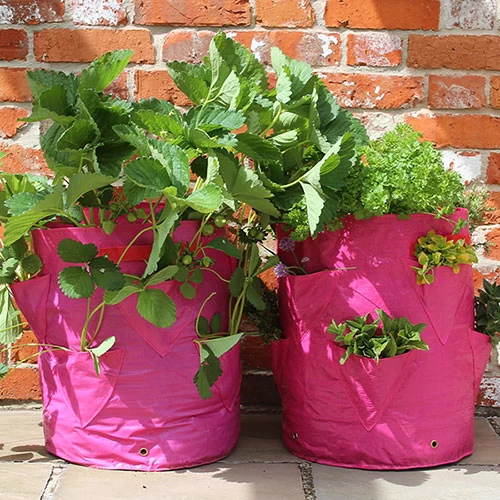 Strawberry And Herb Patio Planter Twin Pack - Image 2