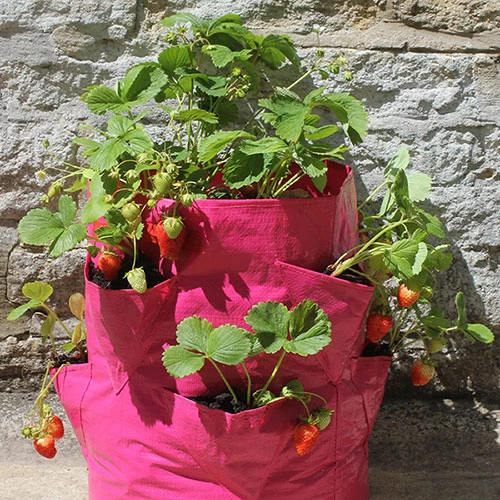 Strawberry And Herb Patio Planter Twin Pack - Image 4