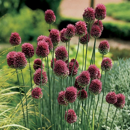 Spring Flowering 150 Bulb Collection - Image 3