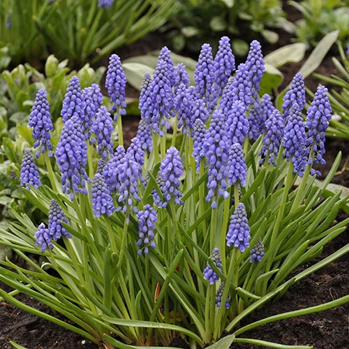 Spring Flowering 150 Bulb Collection - Image 6