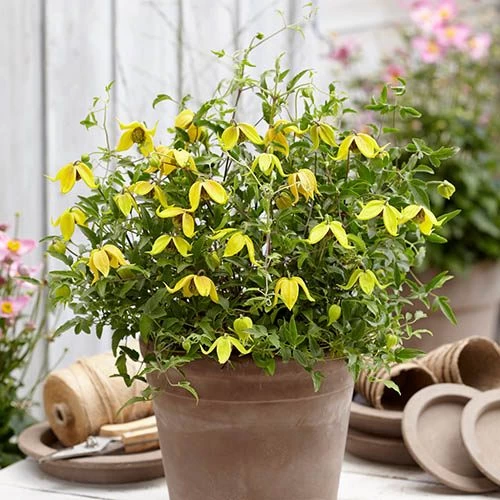 Basket Clematis Tangutica 'Little Lemons' 7cm X 2 - Image 2