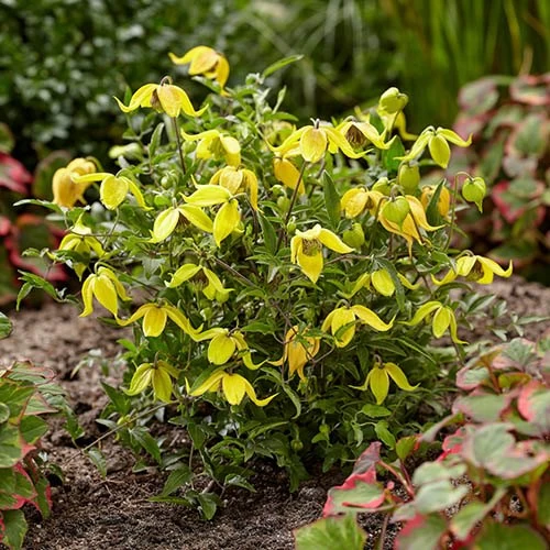 Basket Clematis Tangutica 'Little Lemons' 7cm X 2 - Image 3