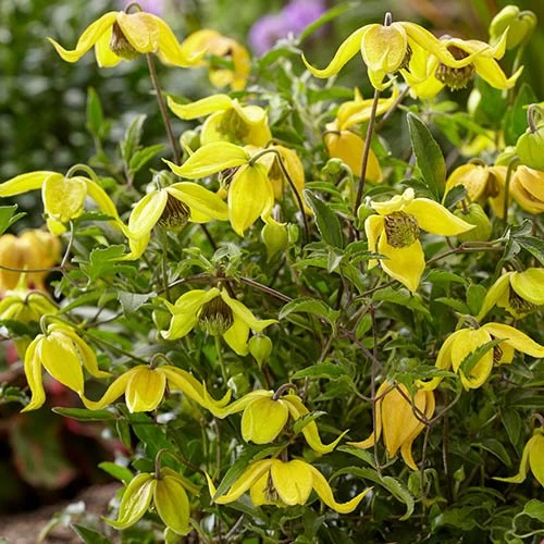 Basket Clematis Tangutica 'Little Lemons' 7cm X 2 - Image 4