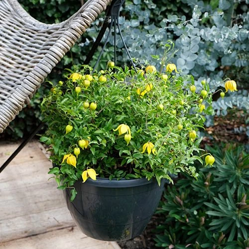 Basket Clematis Tangutica 'Little Lemons' 7cm X 2 - Image 5