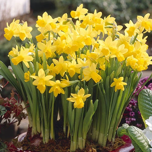 Narcissus 'T?te-?-T?te' Collection With Planters And Compost - Image 2