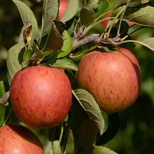 'Braeburn' Apple - Image 6