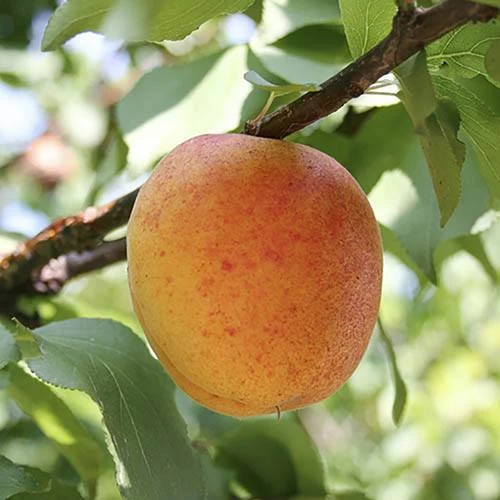 Apricot 'Early Moorpark' Tree - Image 2