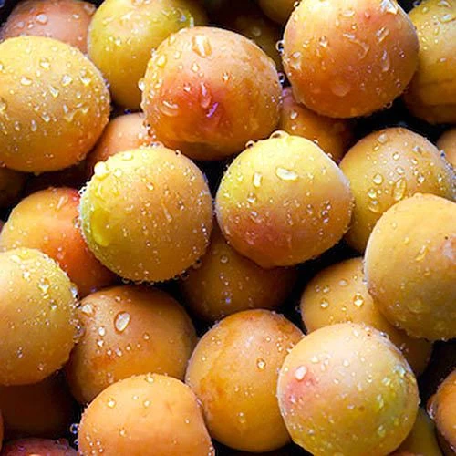 Apricot 'Early Moorpark' Tree - Image 3