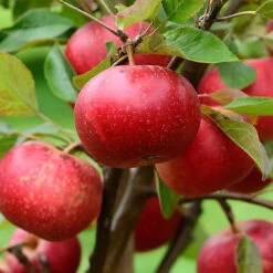 Apple Malus Domestica 'Discovery'