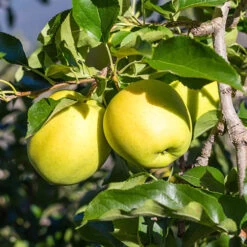 Apple 'Golden Delicious' Tree