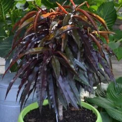 Red Leaf Peach 'Rubira'