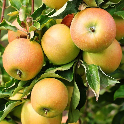 Trio Fruit Apple Tree - Image 2