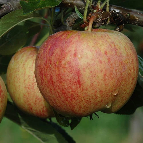 Trio Fruit Apple Tree - Image 3