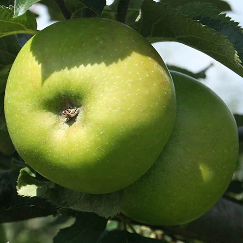 Trio Fruit Apple Tree - Image 4