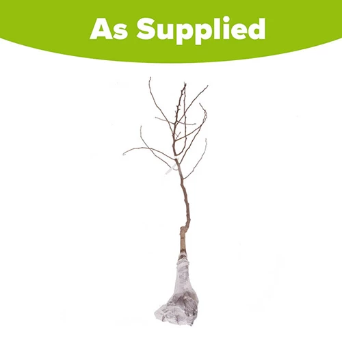 Trio Fruit Apple Tree - Image 5