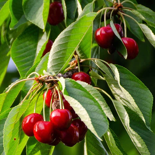 Cherry 'Queen Mary' Columnar - Image 2