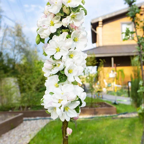 Cherry 'Queen Mary' Columnar - Image 3