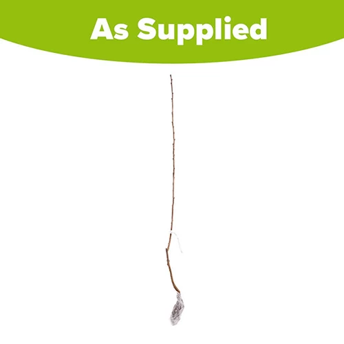 Cherry 'Queen Mary' Columnar - Image 4