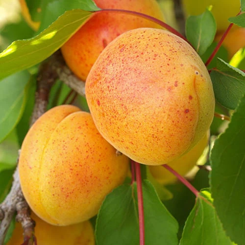 Apricot 'Dwarf Patio' - Image 2
