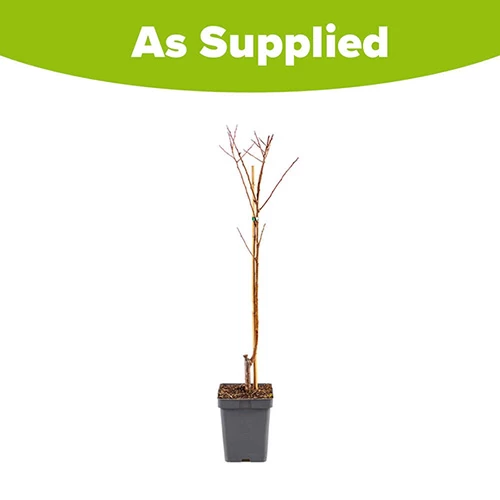 Apricot 'Dwarf Patio' - Image 3