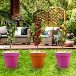 Columnar Fruit Tree Collection