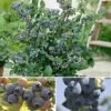 Complete Blueberry Vaccinium Kit
