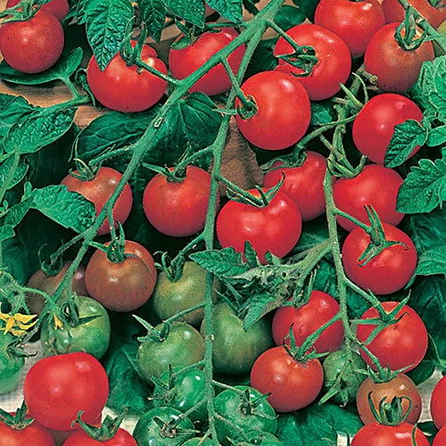 Tomato Collection - Image 3