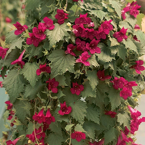 Lofos Burgundy Wine - Image 2