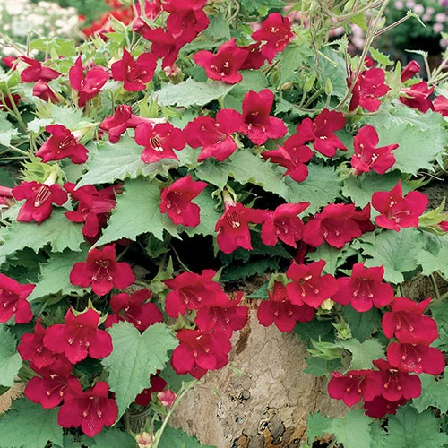 Lofos Burgundy Wine - Image 3