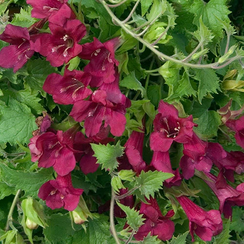 Lofos Burgundy Wine - Image 5