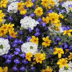 'Sherbet Lemon' Hanging Basket Plug Plants