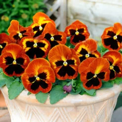 Pansy Solar Flare