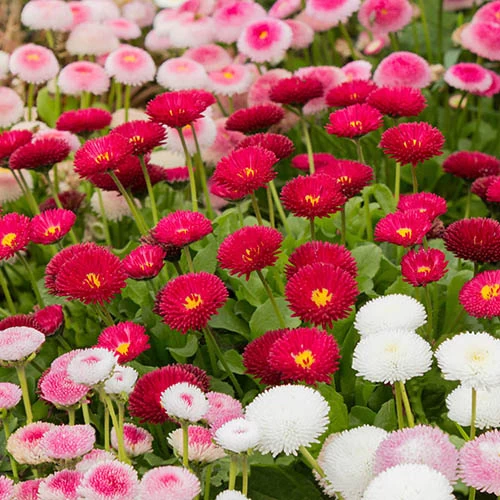 ?Bellis Belle? Bedding Plants 60 Plugs