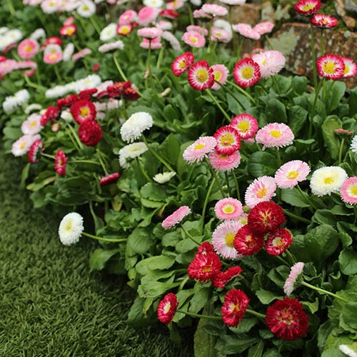 ?Bellis Belle? Bedding Plants 60 Plugs - Image 3