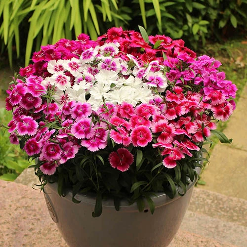 Dianthus Sweet William 'Gem' - Image 2