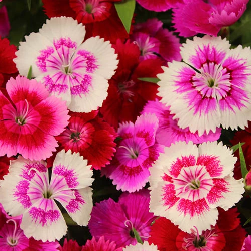 Dianthus Sweet William 'Gem' - Image 3
