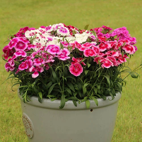 Dianthus Sweet William 'Gem' - Image 4