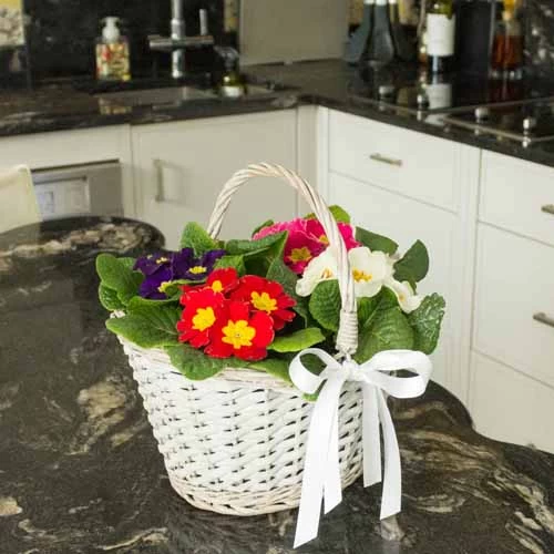 Primrose Rainbow - Image 3