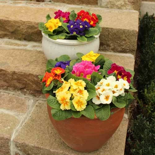 Primrose Rainbow - Image 5