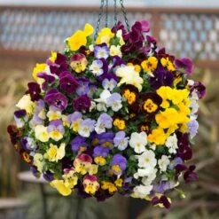 Pansy Cascadia XL Trailing