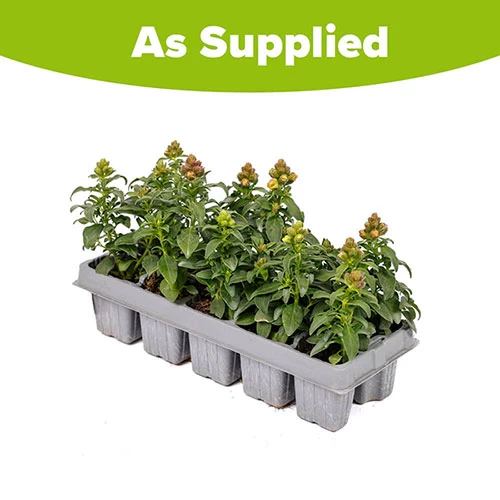 Antirrhinum 'Mini Butterflies' Mix - Image 3